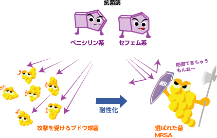 イラスト：黄色ブドウ球菌が耐性化してMRSAとなり、ペニシリン系、セフェム系抗菌薬の攻撃を防御しているイメージ