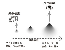 図10 タイムラプス影像計測