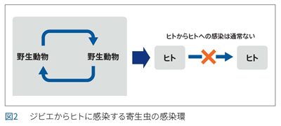 ジビエからヒトに感染する寄生虫の感染環