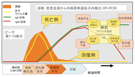 図１ エボラウイルス感染症の臨床経過と病態